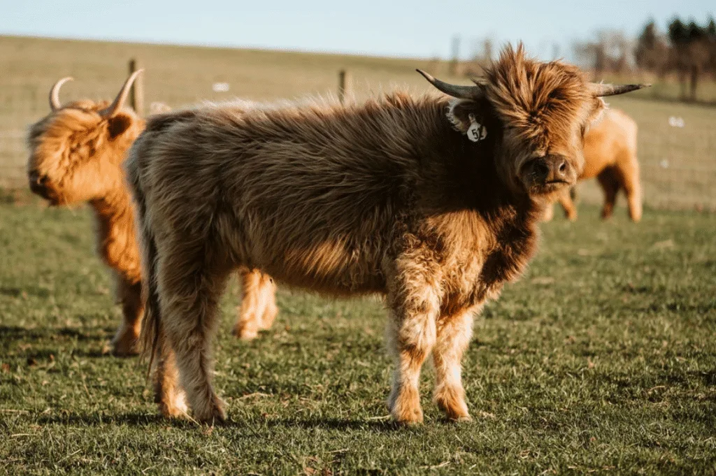 mini highland cow size