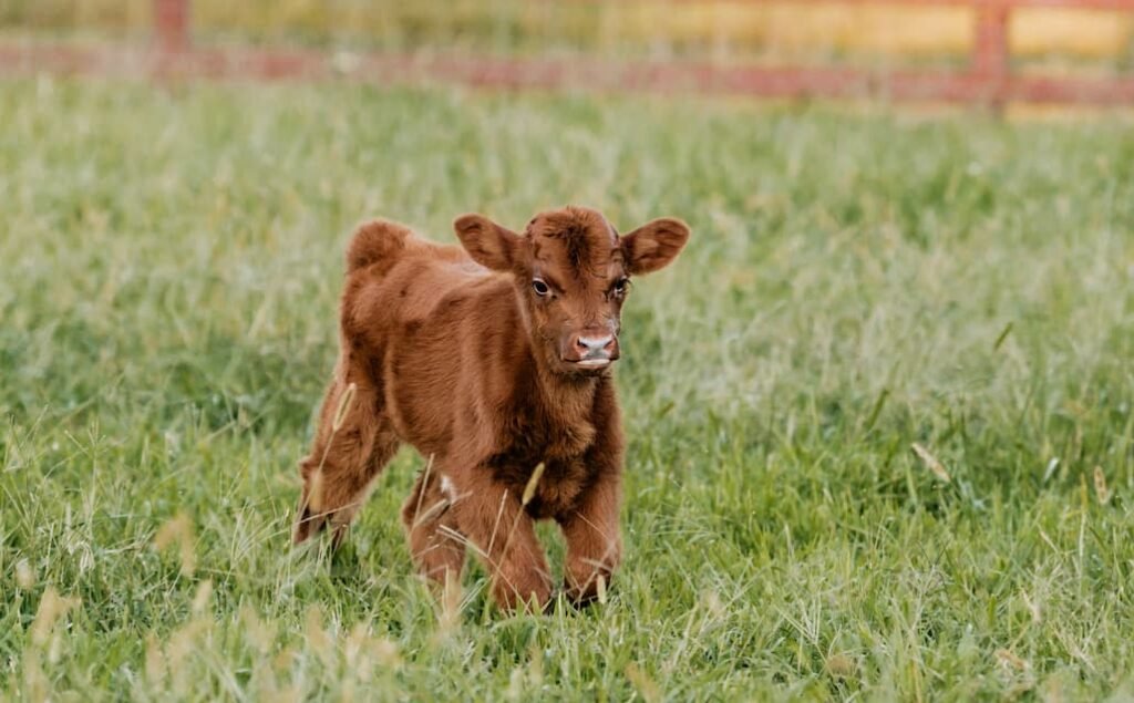 How Much Does a newborn calf cost