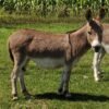 micro mini donkey for sale