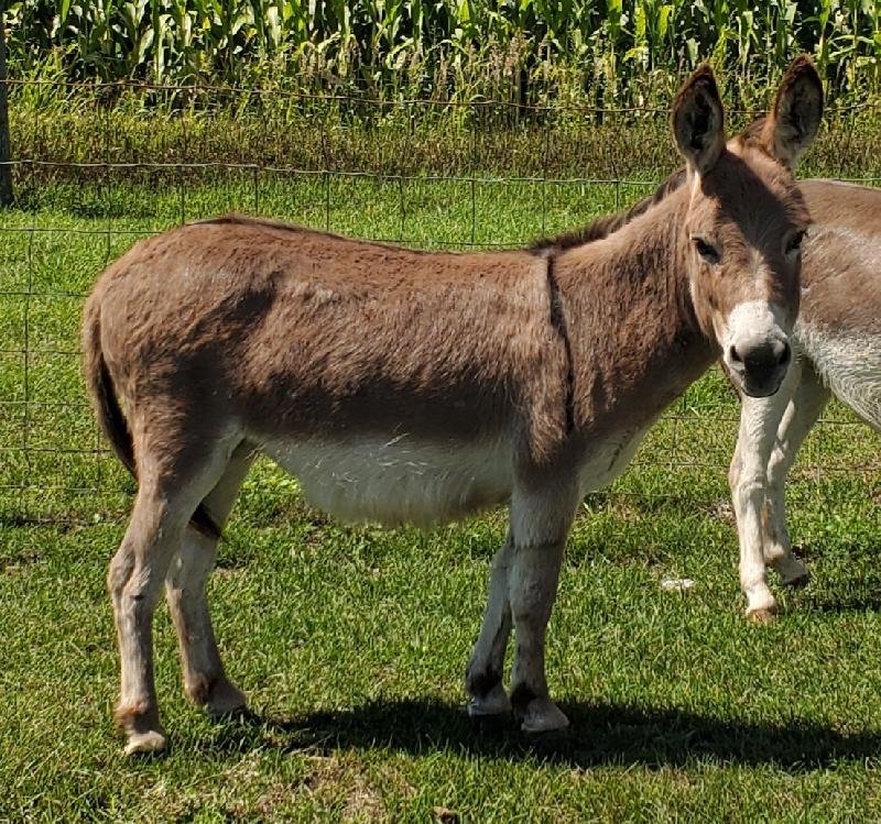 micro mini donkey for sale
