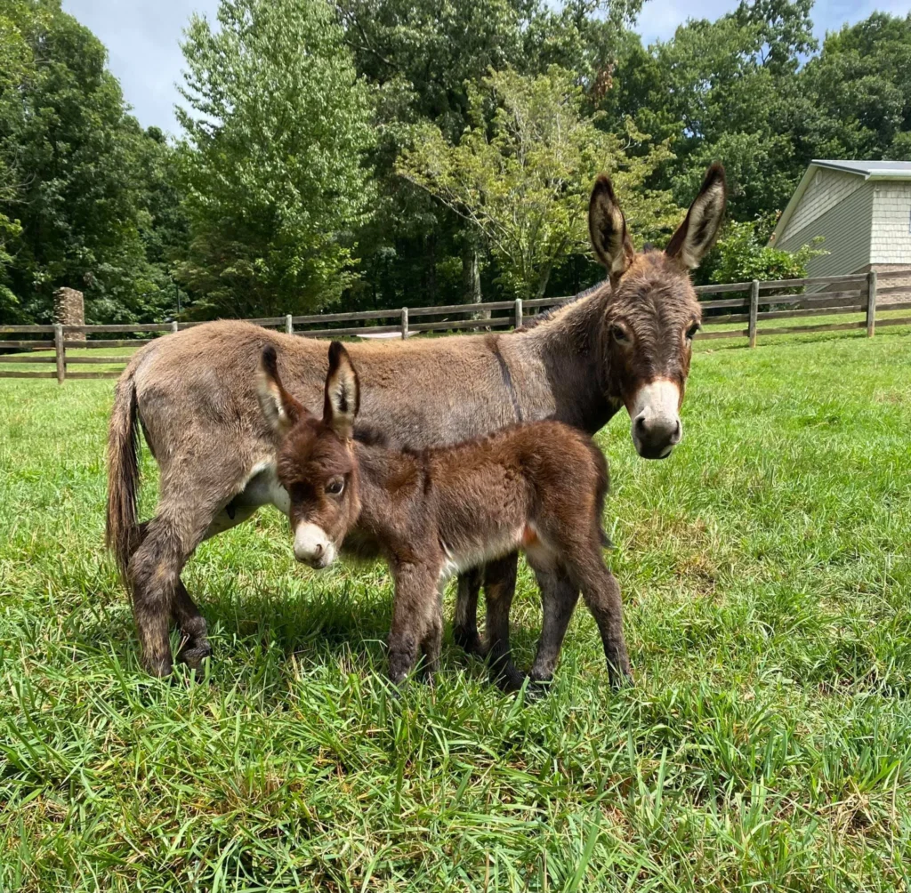 240673586 10216746455088861 7600325524120795334 n