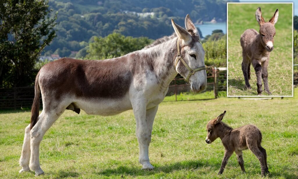 dwarf donkey