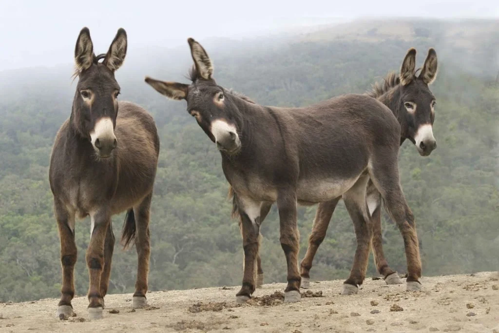 3wild burros cute 1024x683