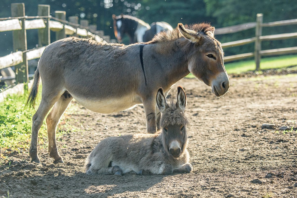 4 donkey care