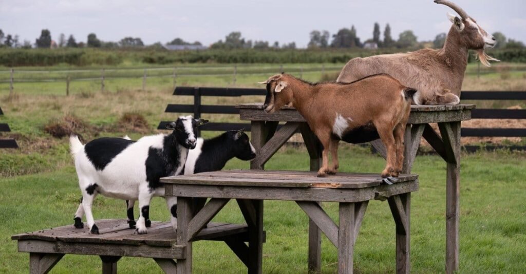 american pygmy goat playing