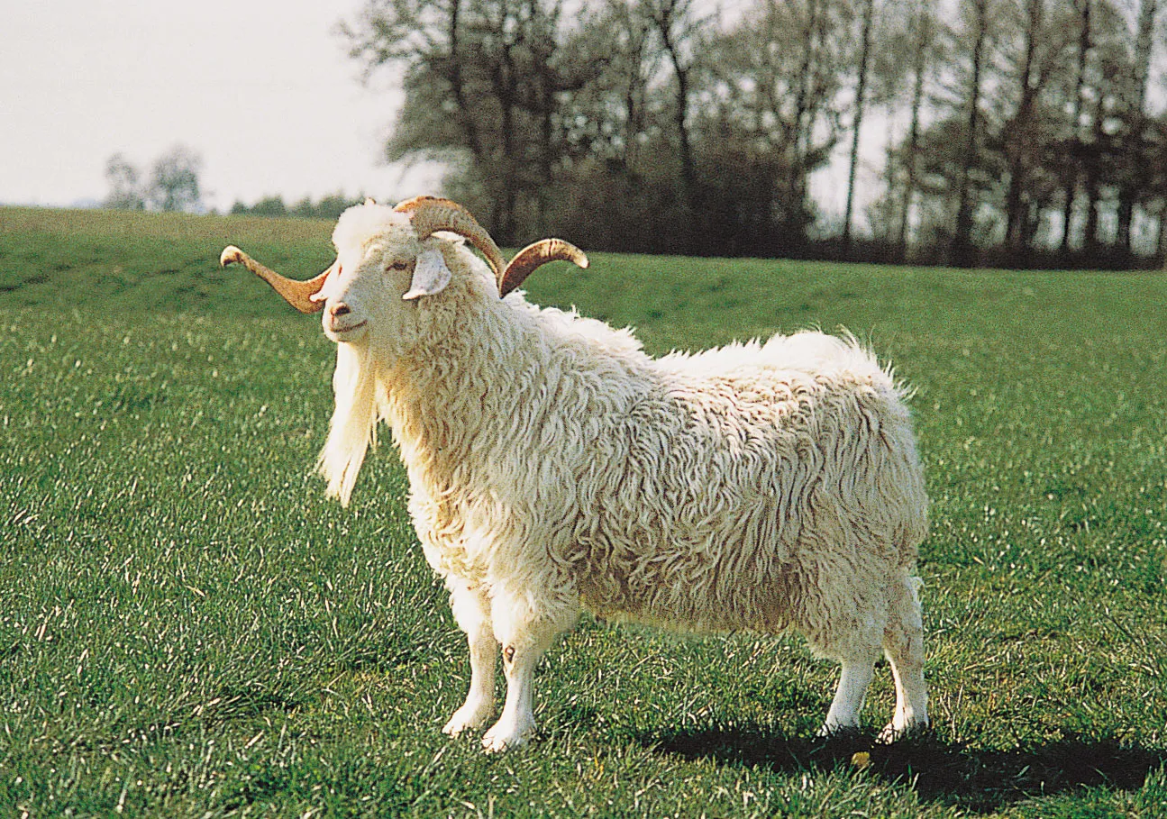 angora goat