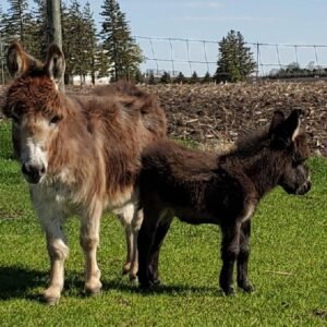 donkey for sale
