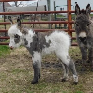miniature donkey for sale near me