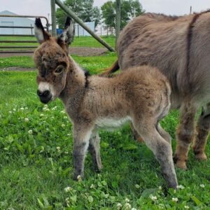 Donkeys for Sale Near Me