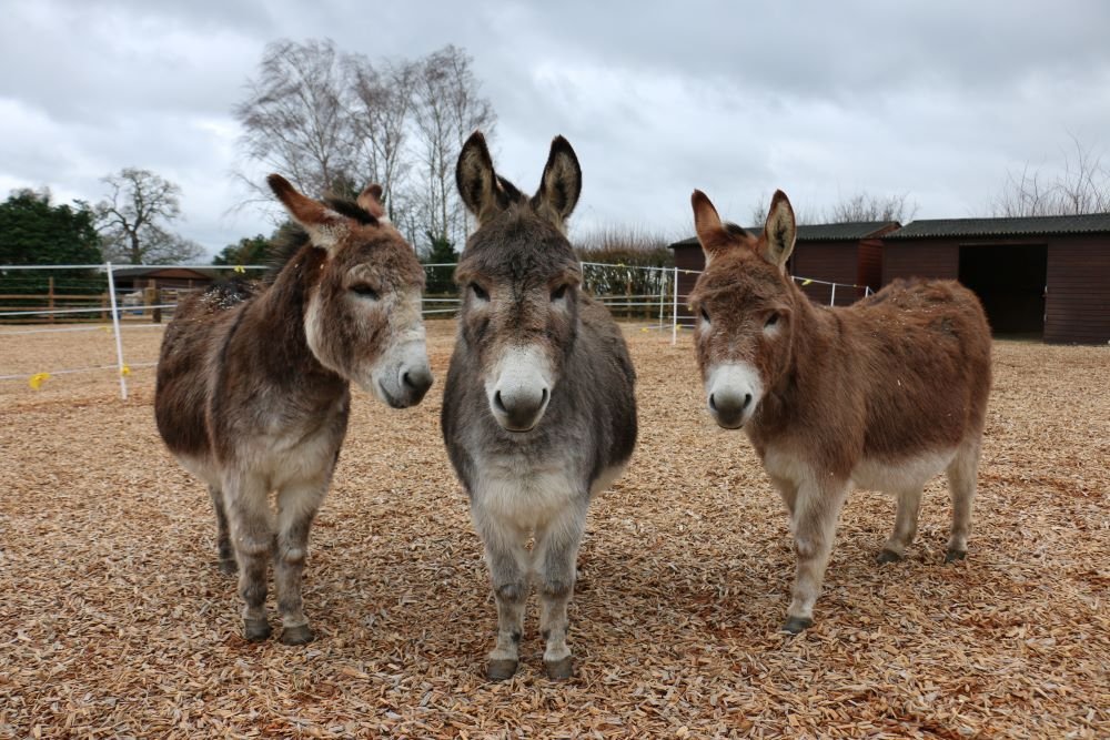 dudley (left) wedgewood (middle) jack (right)