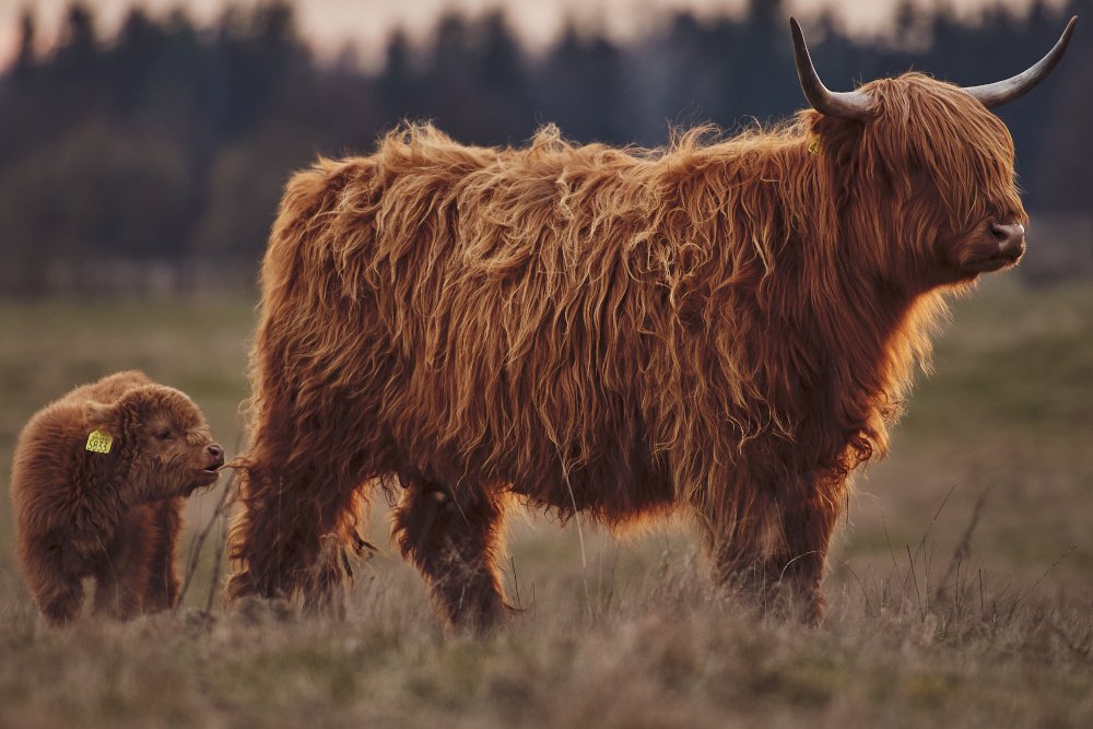 highland cow 4