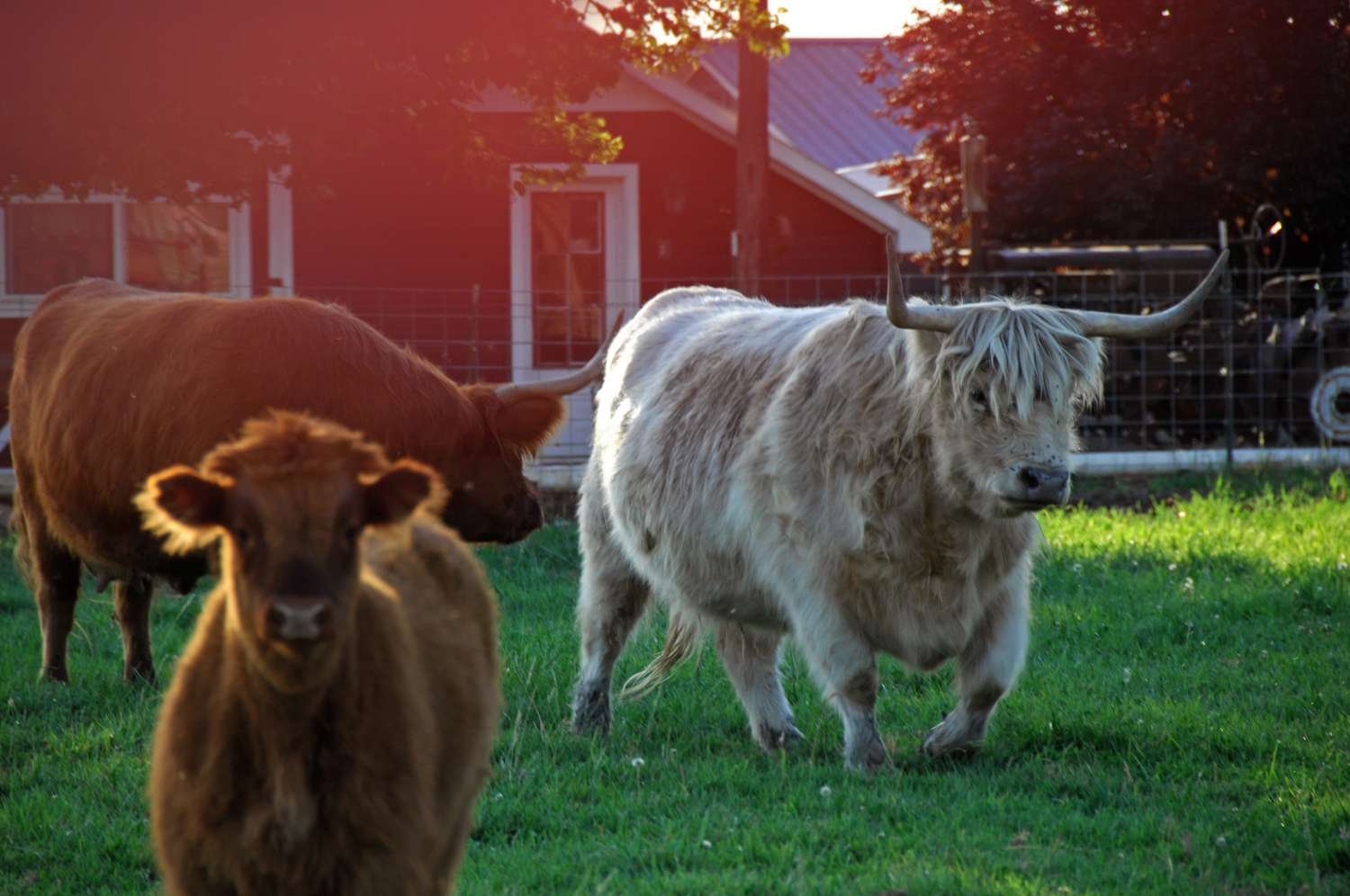 highlandcattle b65ba7121f3b462ab39ace8f9087dbd5