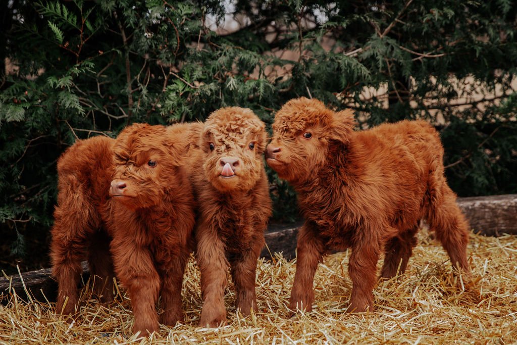 How To Care for Highland Cattle