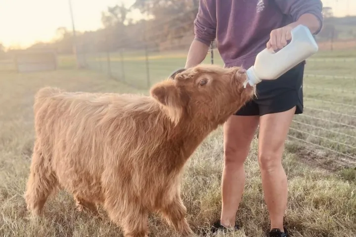 mini highland cow encounter image 5