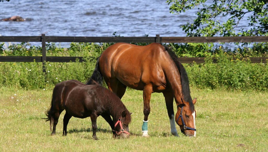 miniature pony and big horse grazing