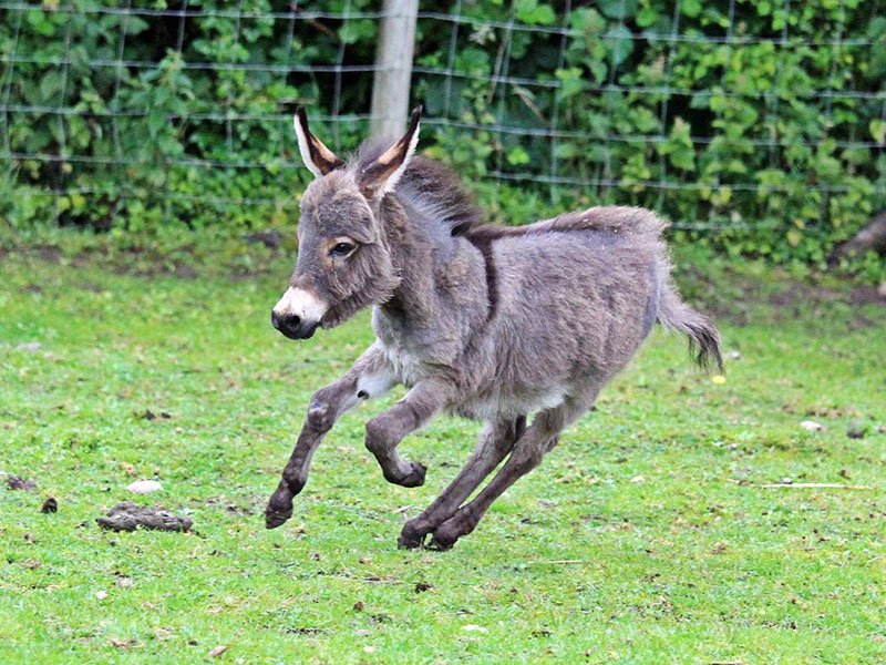 miniature donkey animals blackpool zoo 2