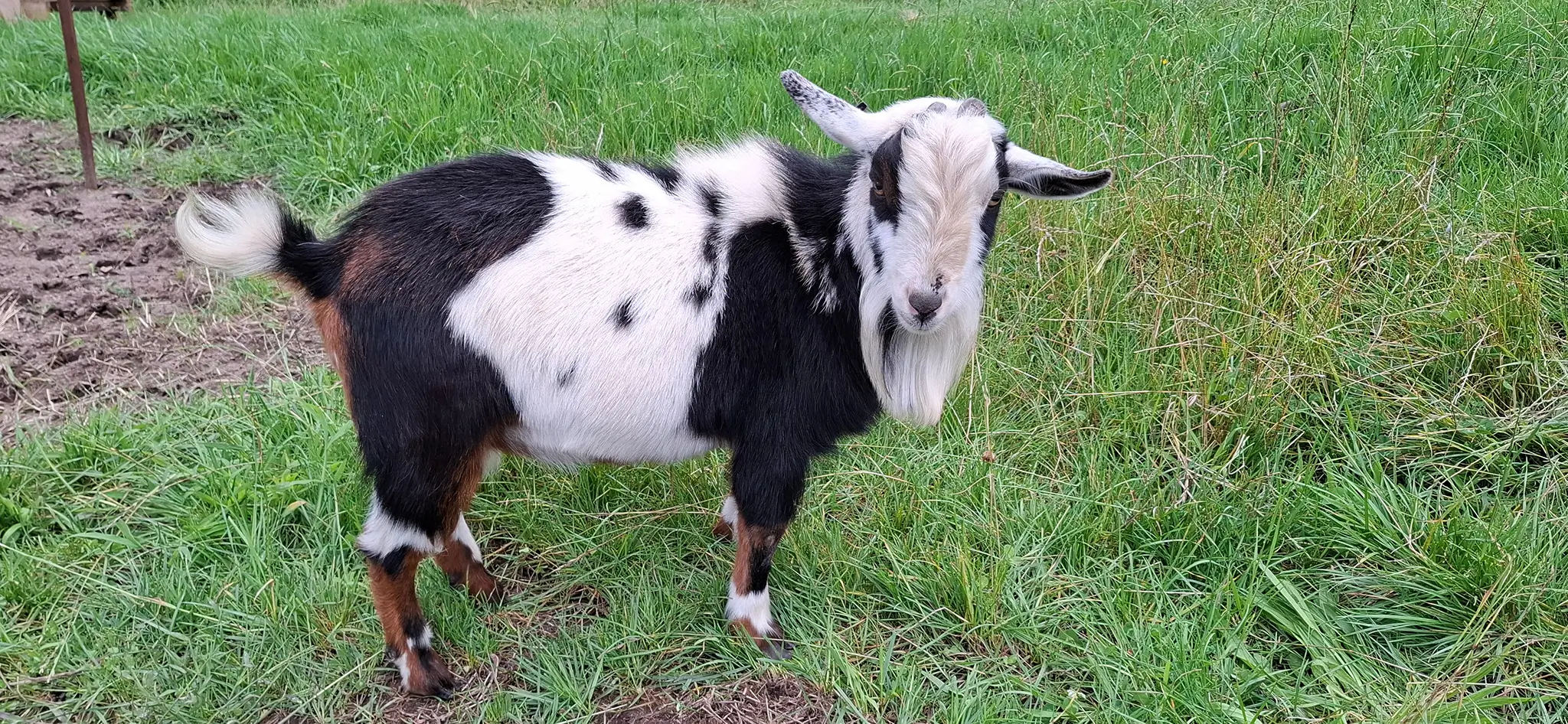 mount darragh miniatures montoys freddy mercury