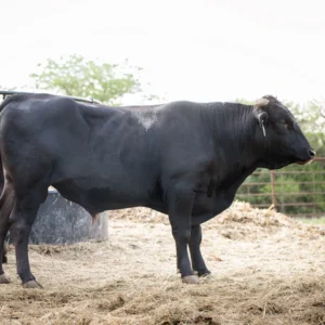 173h itoruzu fuku, Wagyu Calf for Sale
