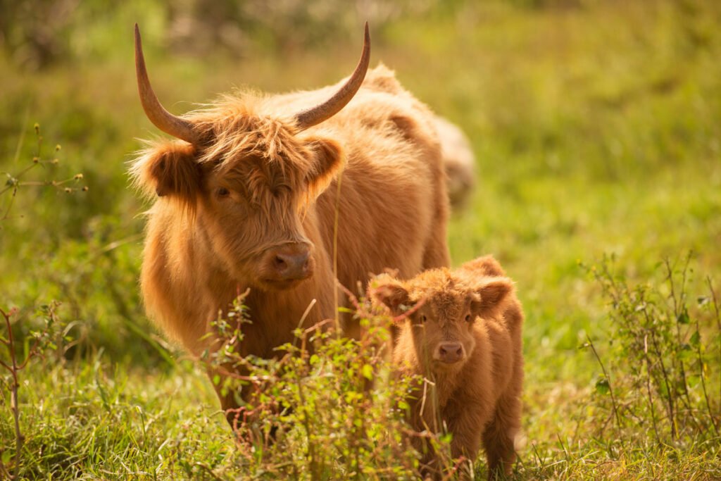 scottish highland cow calf mkn 1024x683