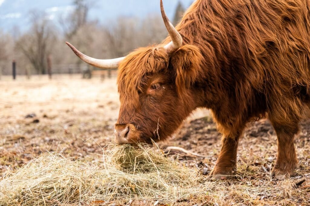 scottish highland cow eating 1 mkn 1024x683