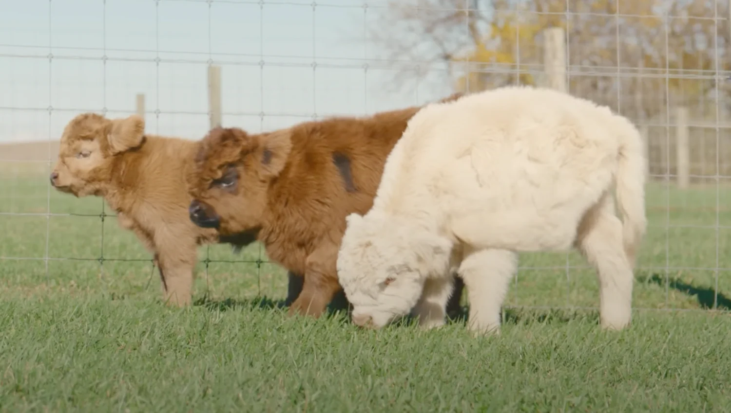 screenshot 2024 11 22 at 2.07.51 pm