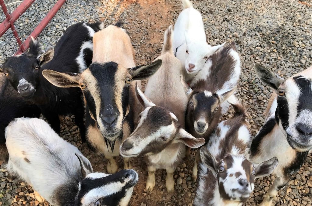 seven gables baby nigerian goats va 1024x678 (1)