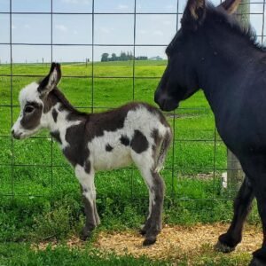 Miniature Donkey for Sale