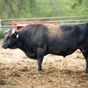 ms mitsuhikokura 521, Wagyu Cattle for Sale Alabama