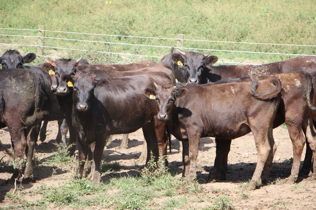 wagyu lot e1507652245426