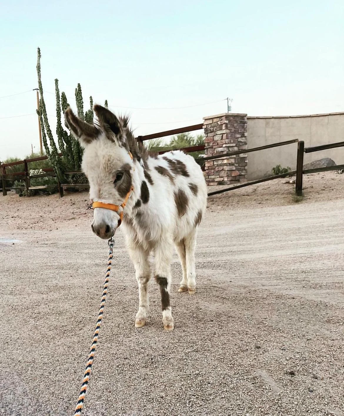 whatsapp image 2024 04 30 at 11.36.13 c74a5a60