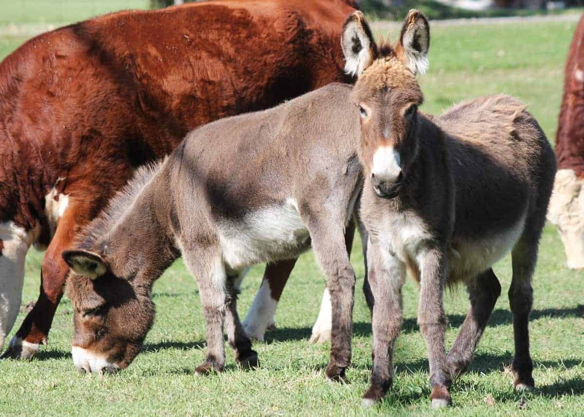 all about dwarf donkeys