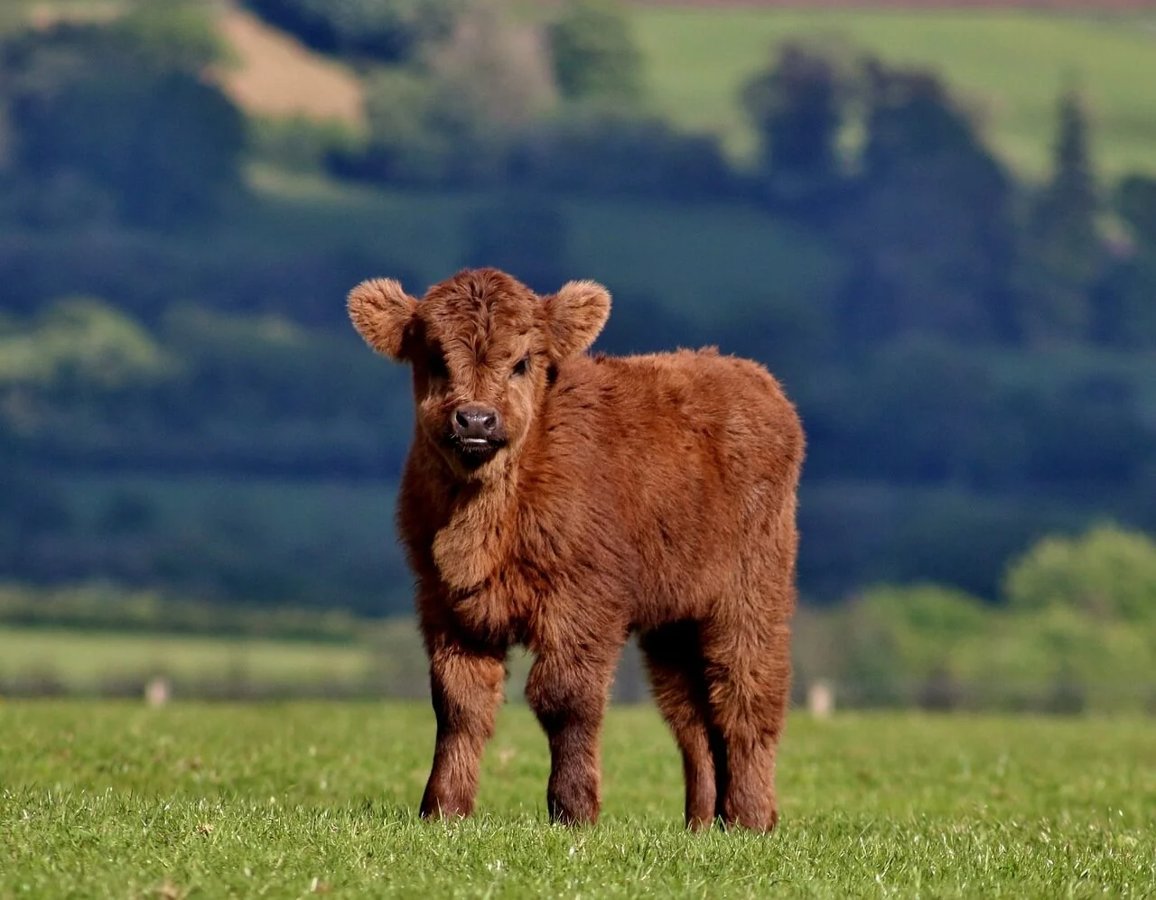 calf 2192609 1280