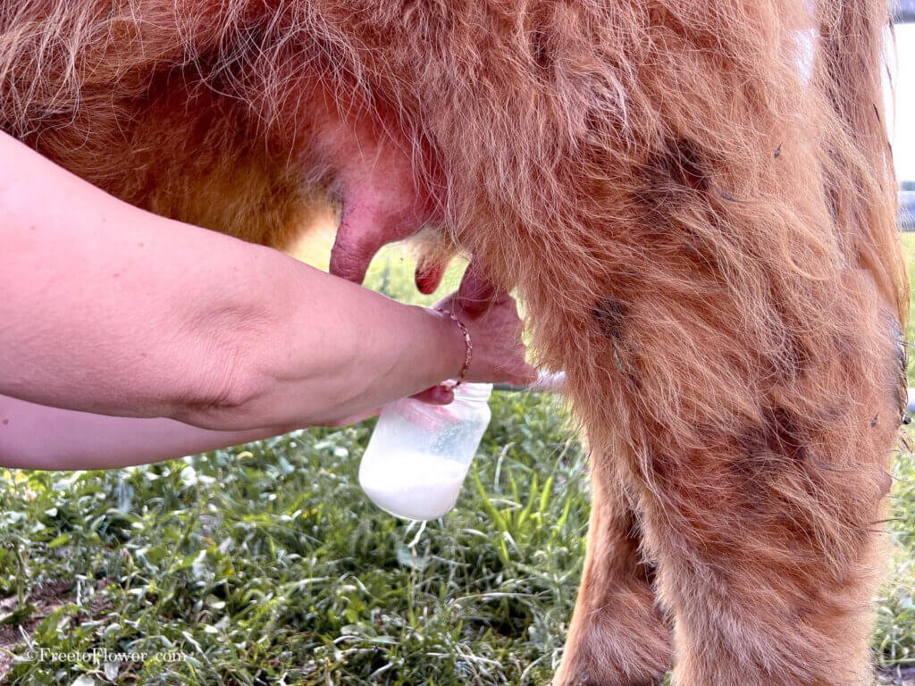 can you milk a highland cow 4 1024x768