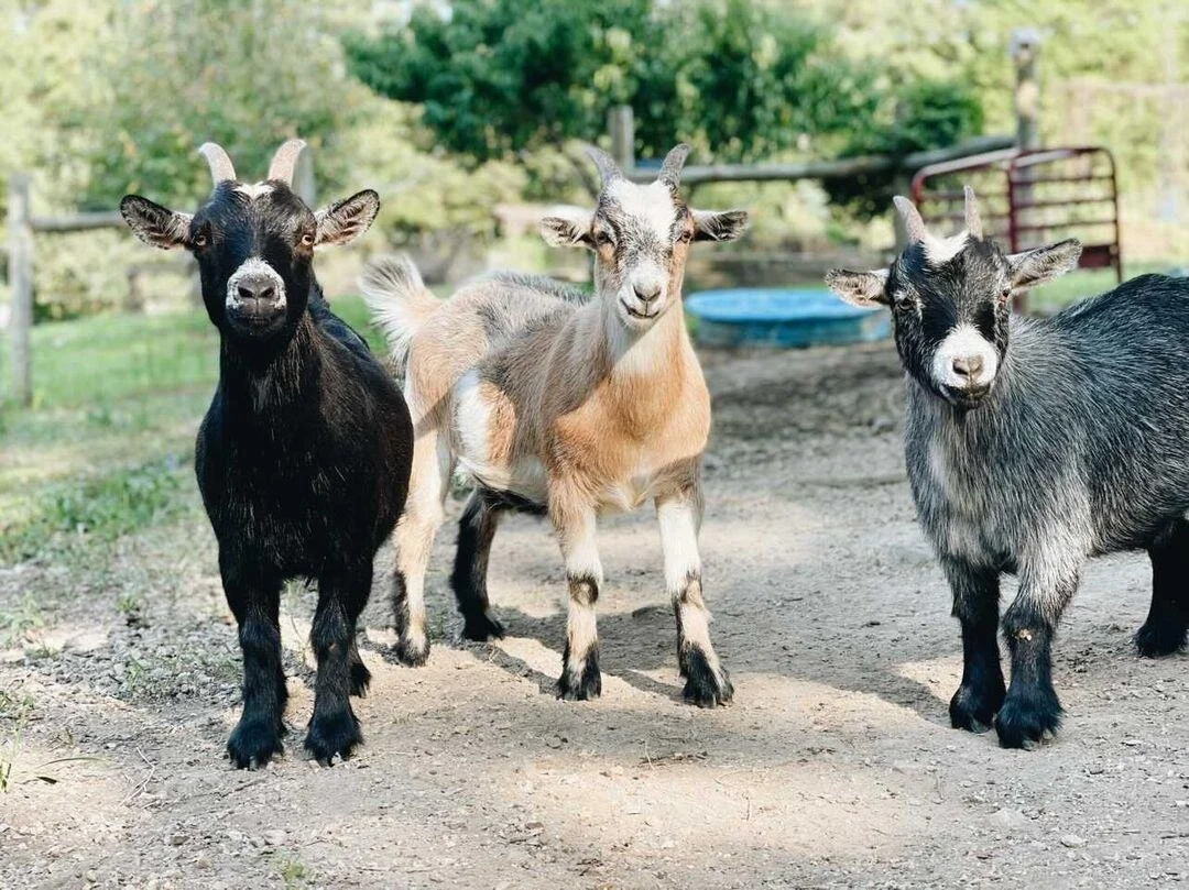 caring+for+goats