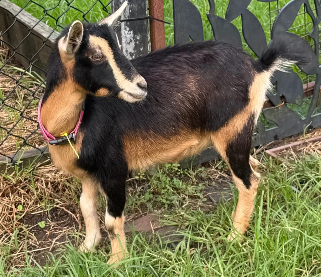 clementine minitails clementine strawberry shortcake nigerian dwarf goat