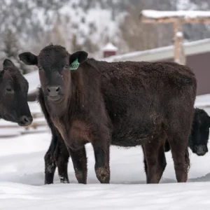 wagyu cow for sale
