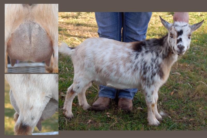 demi 2016 j.7481817 std