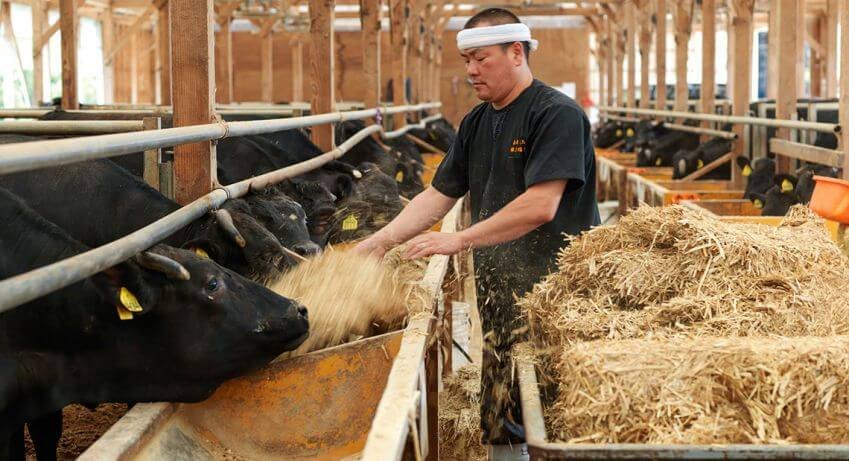 why is wagyu beef so expensive