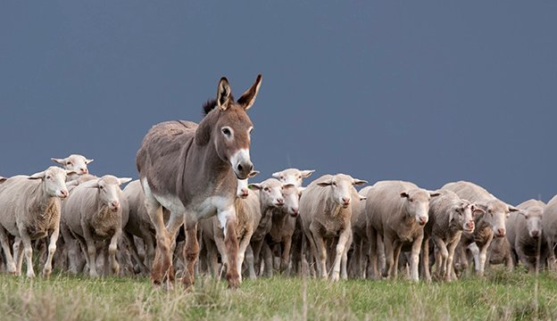 guard donkey istock thinkstock