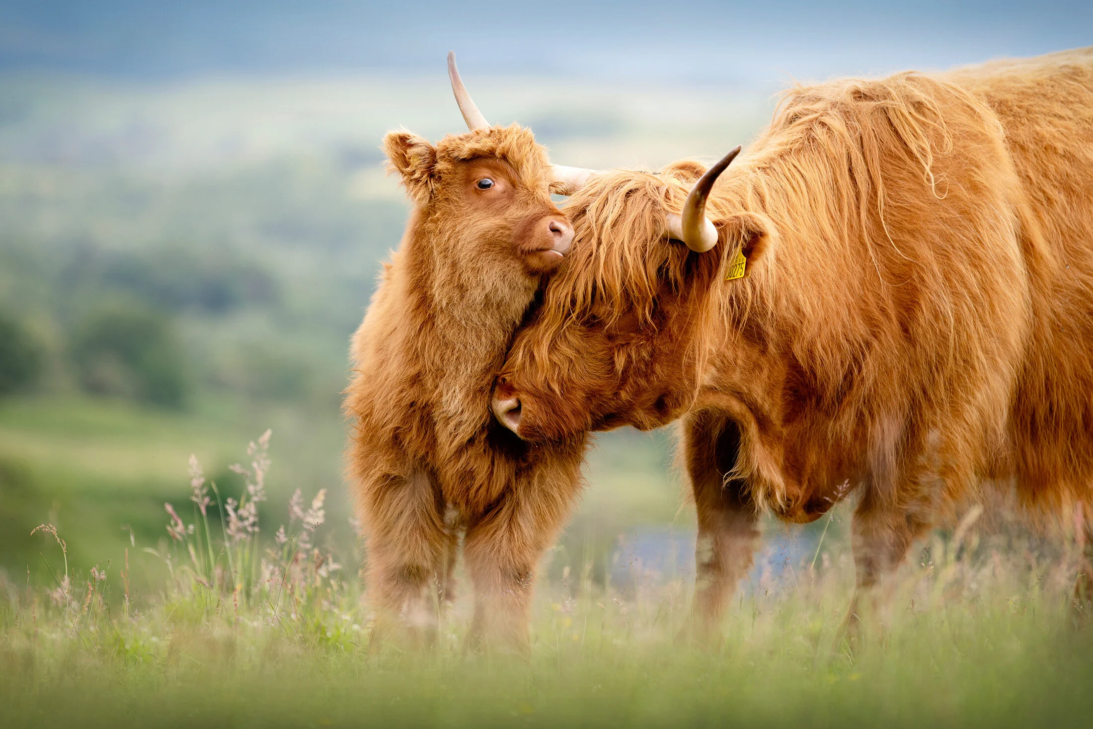 highland cattle breed 23