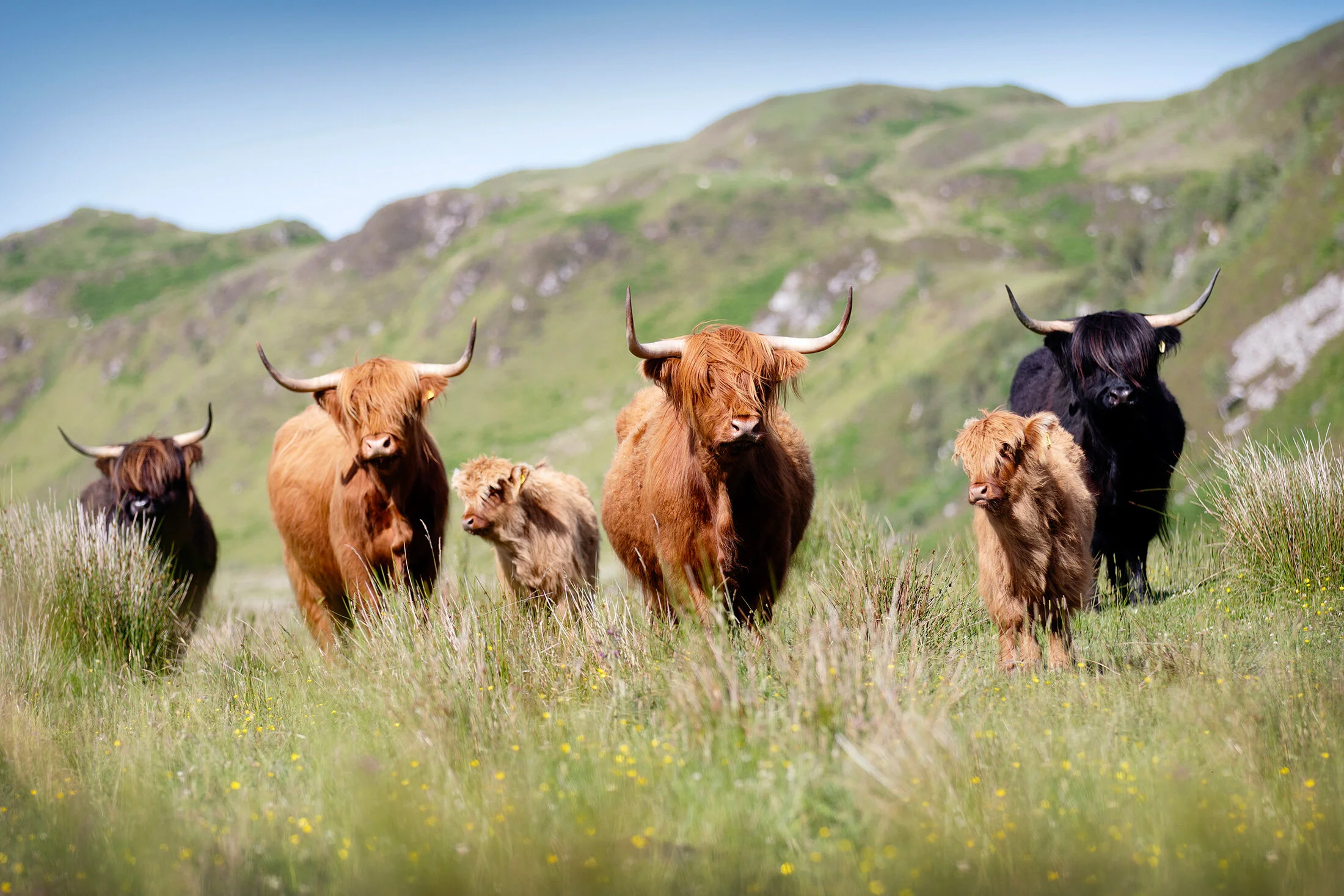 highland cattle society 0098 cmacg