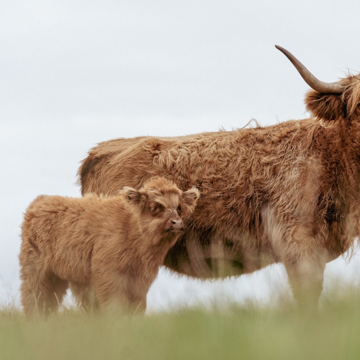 highland cow and calf standing grass
