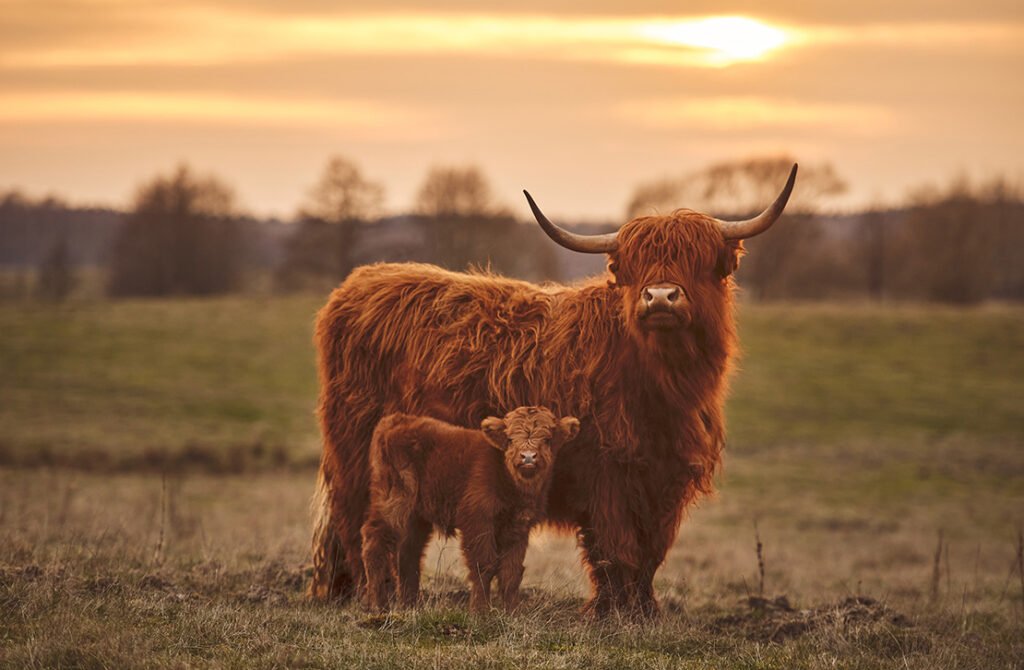 highland cow weight