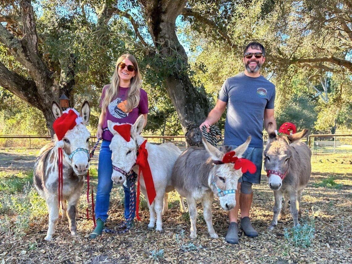 homestead chill adopting mini donkeys meet herd intro facts feature deannacat 1140x855