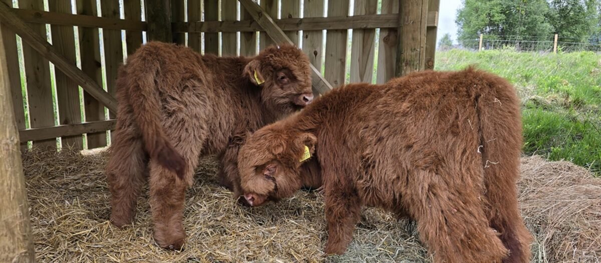 ht highland cow header 5 1200x525