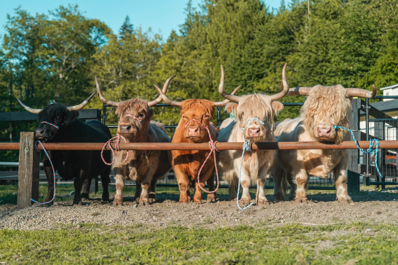 miniature scottish highland cattle