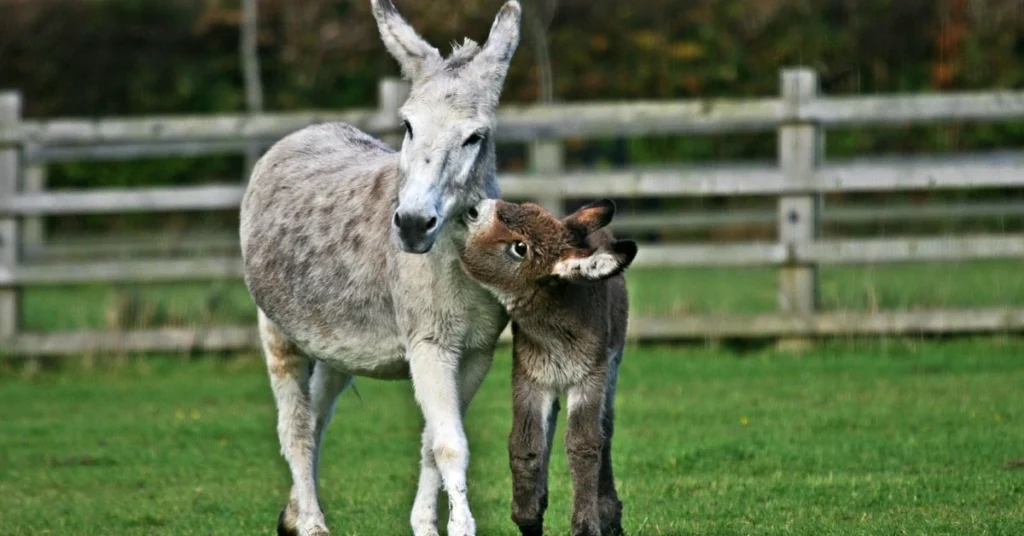 how long are miniature donkeys pregnant