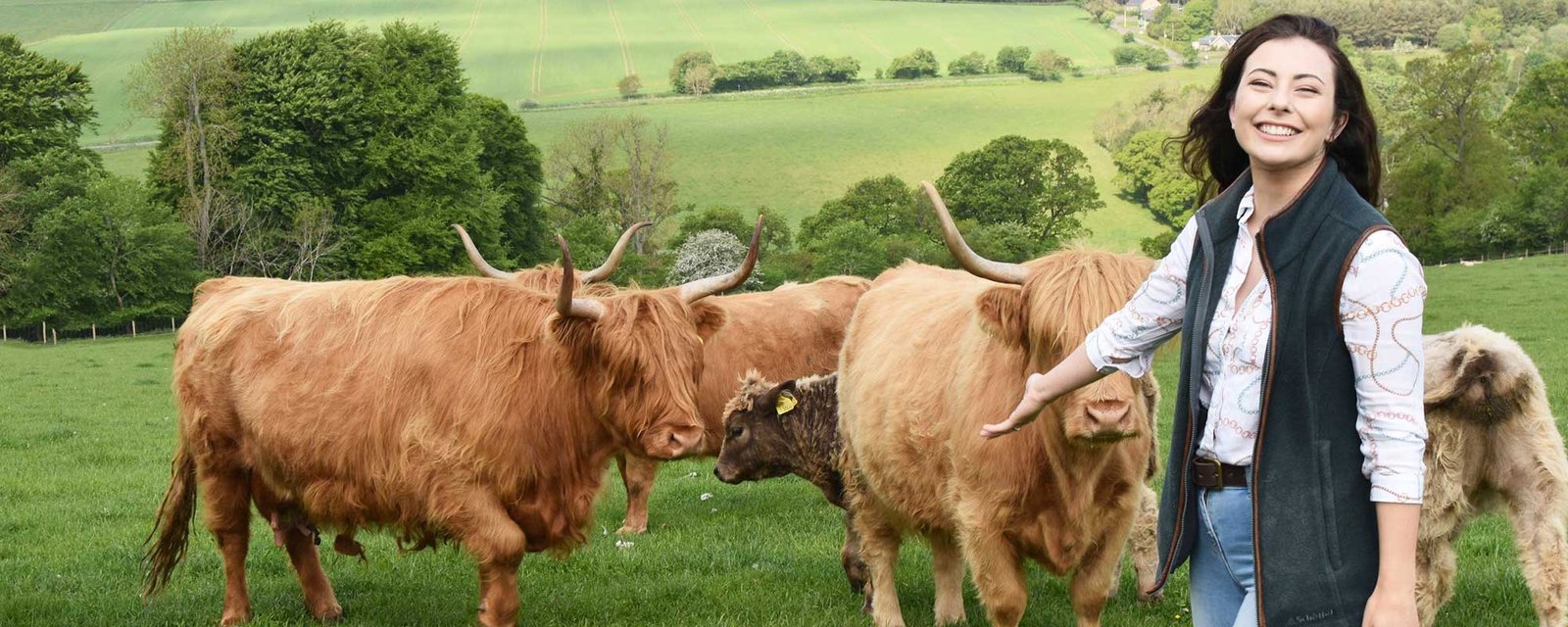 meet highland cows near edinburgh