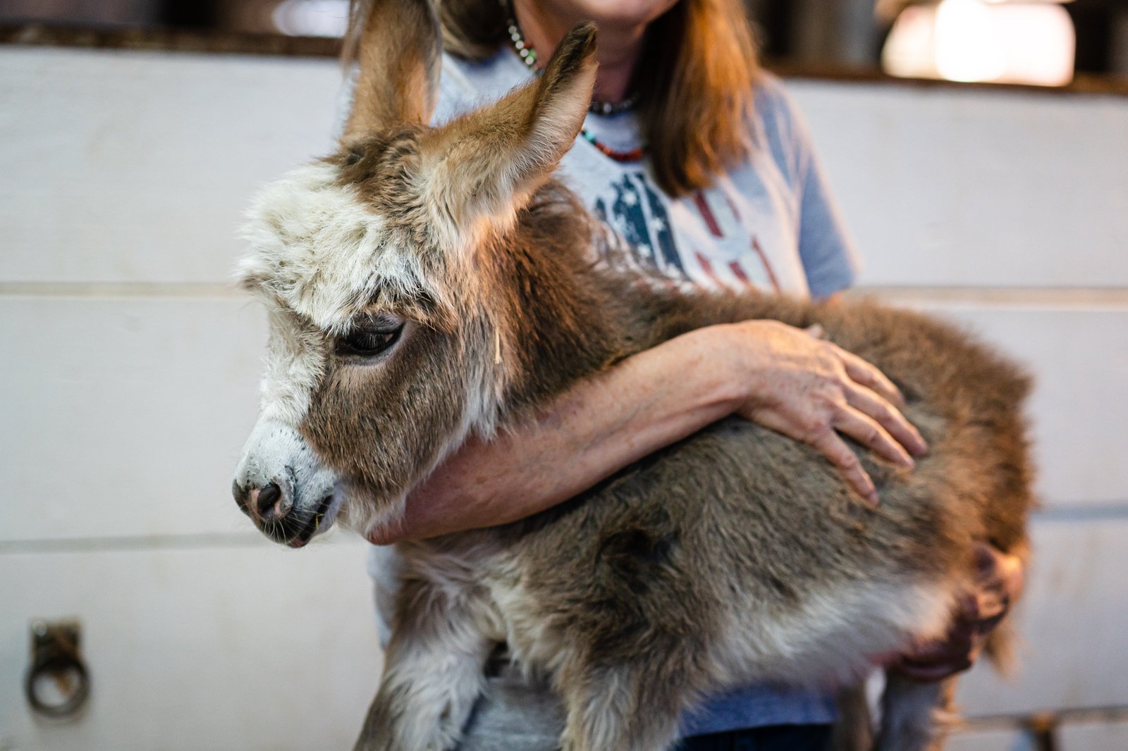 mini donkeys 240828 cl