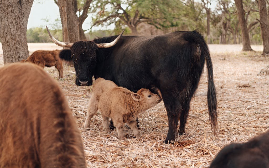 miniature cows paisleys pasture calf